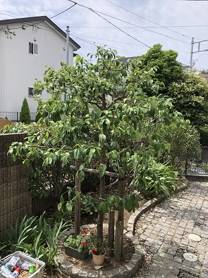 川越市 剪定 ヤマボウシ オールラウンド川越